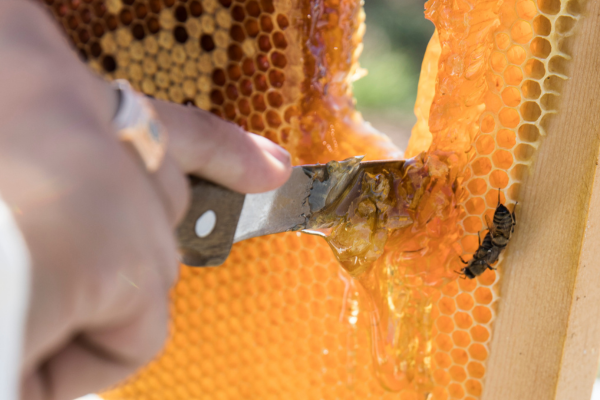 Learn the Best Management Practices to Ensure the Health of Your Beehives