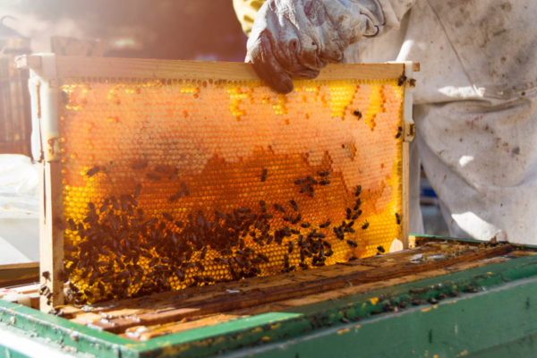 Technological Innovations in Honey Production and Their Benefits