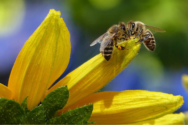 Responsible Management: Preserving Biodiversity and Protecting Bees