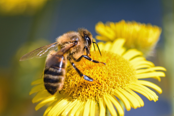 Secrets of Productive Management: Maximizing Honey Production with Good Practices