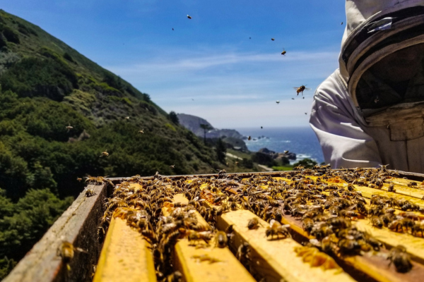 Increase Beekeeping Productivity: Effective Strategies and Techniques