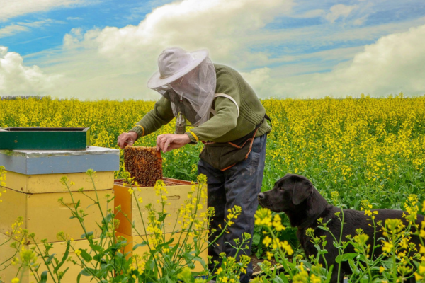  Challenges and Solutions in Beekeeping Production