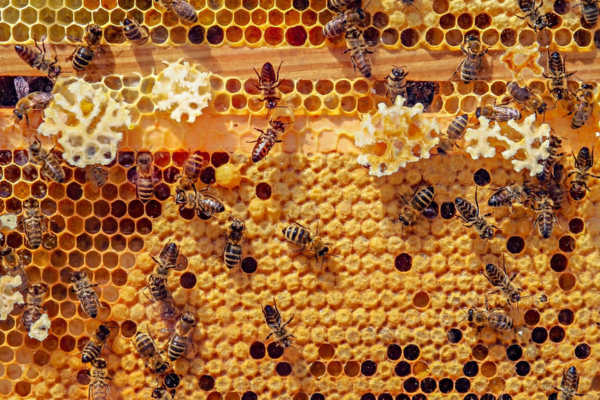 Swarm Management: Techniques for Preventing and Controlling Bee Reproduction