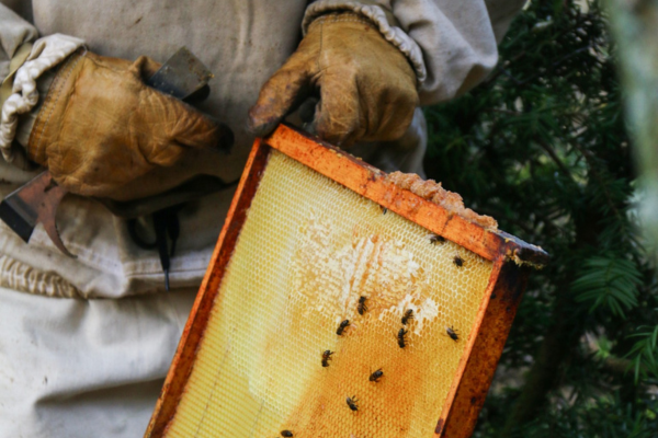 Mastering the Art of Honey Extraction: Techniques and Secrets of the Experienced Beekeeper