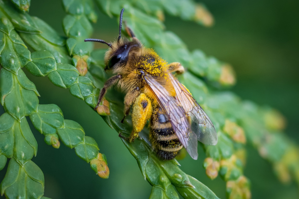 Increasing Your Honey Harvest: Key Techniques for Efficient Extraction