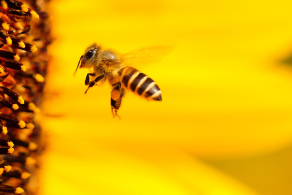 Maximizing Efficiency in Honey Extraction: Time-Saving Methods Revealed