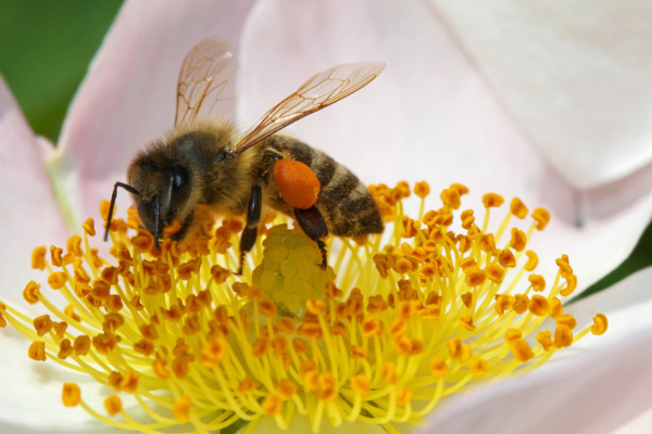 Extracting the Best: Tips and Tricks for High-Quality Honey Production