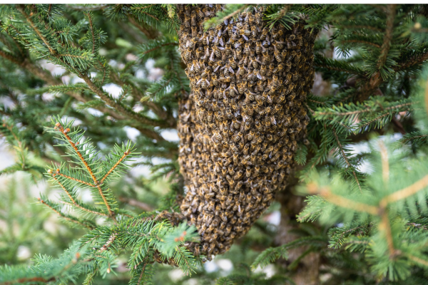 Ensuring Hive Health for Excellent Production