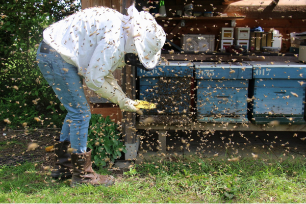 Improving Honey Quality: Advanced Production Techniques