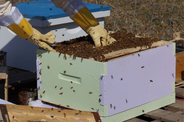 Secrets of Successful Beekeeping Production: Tips from the Experts