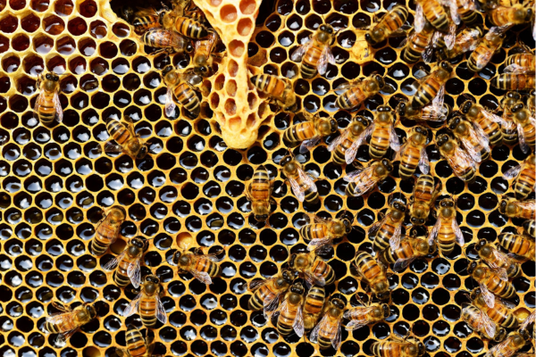 The Complete Guide to Efficient Beehive Management: Tips and Strategies