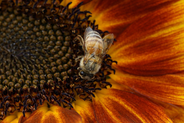 The Importance of Proper Bee Management for the Success of Beekeeping